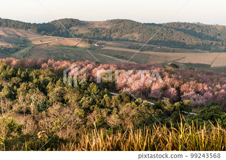 landscape of Beautiful Wild Himalayan Cherry Blooming pink Prunus cerasoides flowers at Phu Lom Lo Loei and Phitsanulok of Thailand landscape of Beautiful Wild Himalayan Cherry Blooming pink Prunus cerasoides flowers at Phu Lom Lo Loei and Phitsanulok of Thailand 99243568