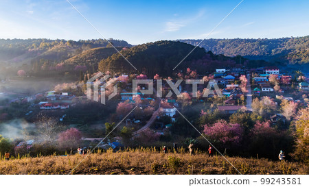 landscape of Beautiful Wild Himalayan Cherry Blooming pink Prunus cerasoides flowers at Phu Lom Lo Loei and Phitsanulok of Thailand 99243581