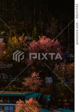 landscape of Beautiful Wild Himalayan Cherry Blooming pink Prunus cerasoides flowers at Phu Lom Lo Loei and Phitsanulok of Thailand landscape of Beautiful Wild Himalayan Cherry Blooming pink Prunus cerasoides flowers at Phu Lom Lo Loei and Phitsanulok of Thailand 99243583