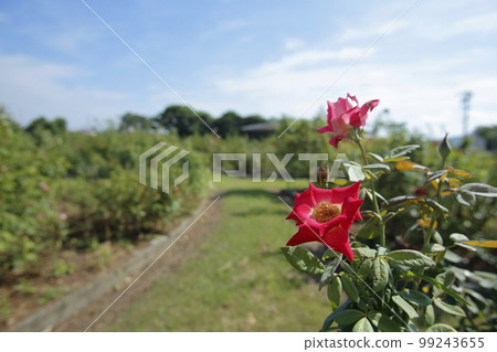 Arao City Ominous Citizen Flower Bed Rose Flower, Arao City Ominous Citizen Flower Bed Rose Flower, 99243655