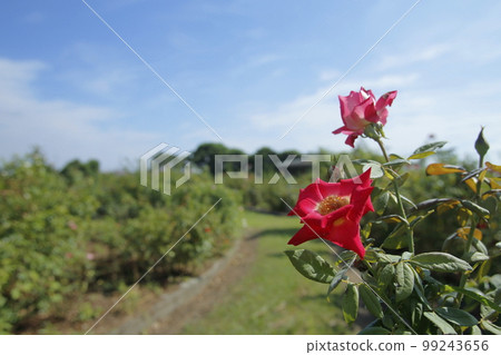 Arao City Ominous Citizen Flower Bed Rose Flower, Arao City Ominous Citizen Flower Bed Rose Flower, 99243656