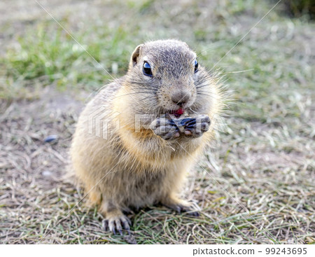 The gopher is eating sunflower seeds on the grassy meadow The gopher is eating sunflower seeds on the grassy meadow 99243695