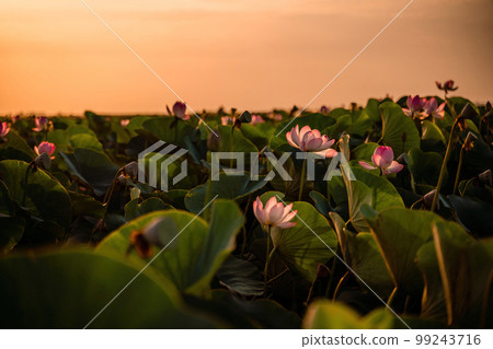 Sunrise in the field of lotuses, Pink lotus Nelumbo nucifera sways in the wind. Against the background of their green leaves. Lotus field on the lake in natural environment. Sunrise in the field of lotuses, Pink lotus Nelumbo nucifera sways in the wind. Against the background of their green leaves. Lotus field on the lake in natural environment. 99243716