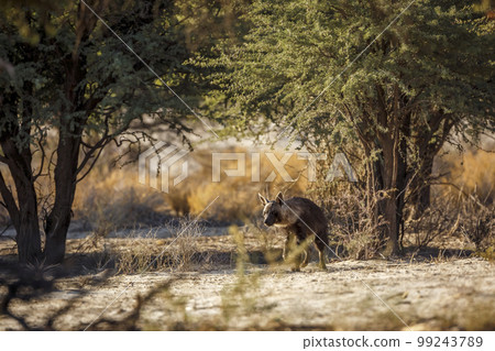 Brown hyena in Kgalagadi transfrontier park, South Africa Brown hyena in Kgalagadi transfrontier park, South Africa 99243789