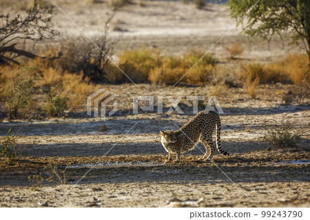 Cheetah in Kgalagadi transfrontier park, South Africa Cheetah in Kgalagadi transfrontier park, South Africa 99243790