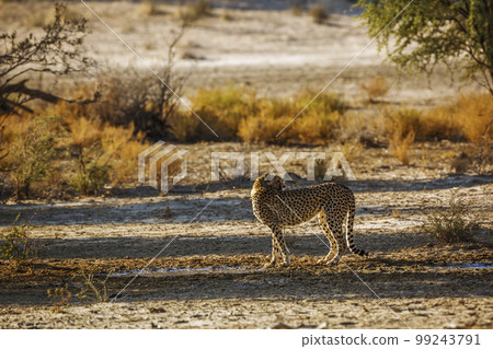 Cheetah in Kgalagadi transfrontier park, South Africa 99243791