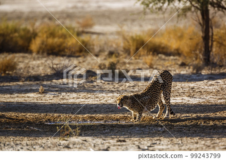 Cheetah in Kgalagadi transfrontier park, South Africa Cheetah in Kgalagadi transfrontier park, South Africa 99243799