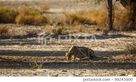 Cheetah in Kgalagadi transfrontier park, South Africa Cheetah in Kgalagadi transfrontier park, South Africa 99243800