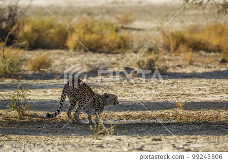 Cheetah in Kgalagadi transfrontier park, South Africa Cheetah in Kgalagadi transfrontier park, South Africa 99243806