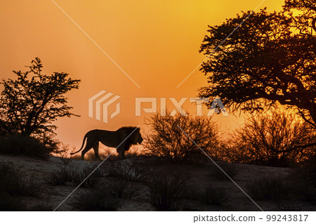 African lion in Kgalagadi transfrontier park, South Africa African lion in Kgalagadi transfrontier park, South Africa 99243817