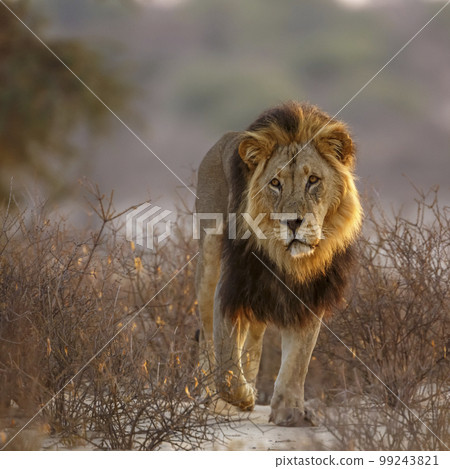 African lion in Kgalagadi transfrontier park, South Africa African lion in Kgalagadi transfrontier park, South Africa 99243821