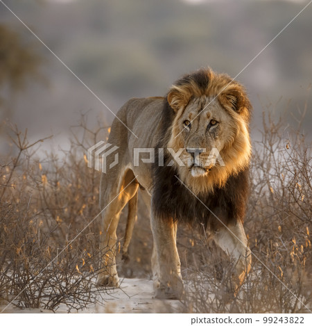 African lion in Kgalagadi transfrontier park, South Africa African lion in Kgalagadi transfrontier park, South Africa 99243822