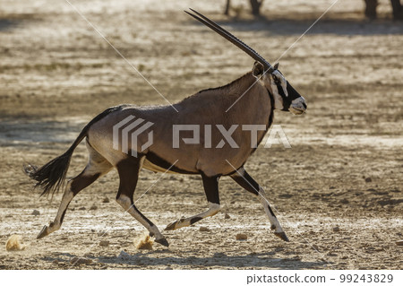 South African Oryx in Kgalagadi transfrontier park, South Africa 99243829
