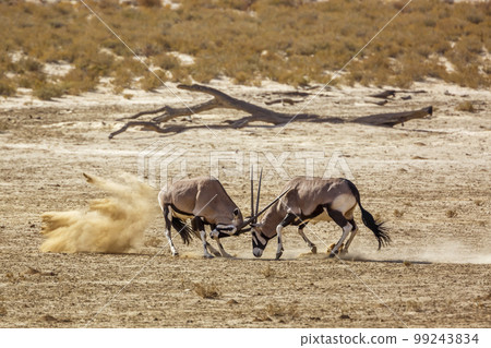 South African Oryx in Kgalagadi transfrontier park, South Africa 99243834