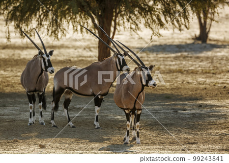 South African Oryx in Kgalagadi transfrontier park, South Africa 99243841