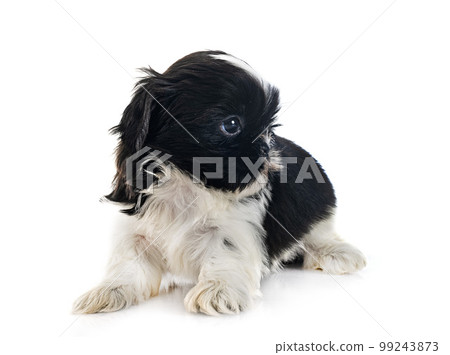 puppy Shih Tzu in studio puppy Shih Tzu in studio 99243873