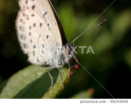 大和Shizimi 大和Shizimi 99244009