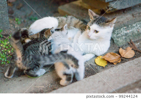 A mother of a stray cat who raises her children at Fushimi Inari Shrine in Kyoto A mother of a stray cat who raises her children at Fushimi Inari Shrine in Kyoto 99244124