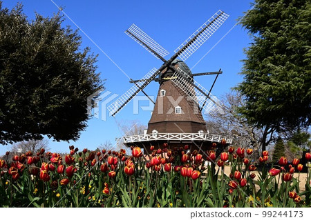 The arrival of spring, flowering of tulips, Hans Christian Andersen Park The arrival of spring, flowering of tulips, Hans Christian Andersen Park 99244173