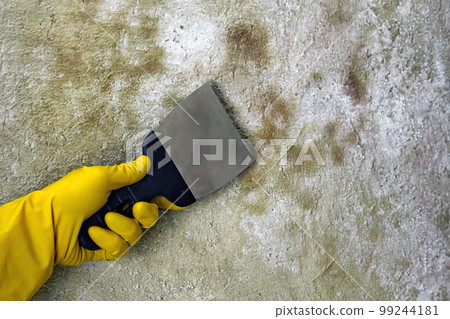 A person in rubber yellow gloves with a spatula cleans a concrete wall from mold and fungus 99244181