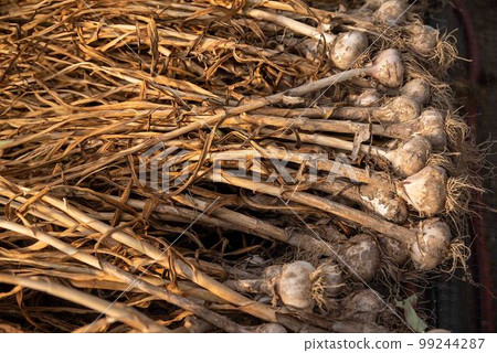 Fresh harvested garlic with roots and long stalks on a market table Fresh harvested garlic with roots and long stalks on a market table 99244287