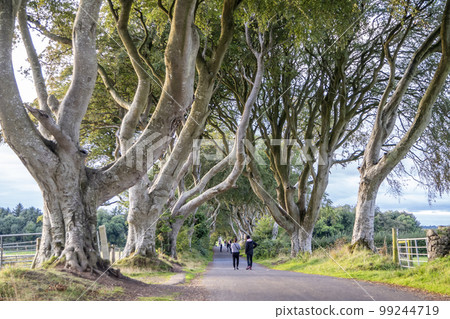 The Dark Hedges tree tunnel in Ballymoney, Northern Ireland The Dark Hedges tree tunnel in Ballymoney, Northern Ireland 99244719