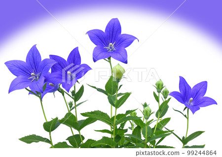 Bellflower purple image Bellflower purple image 99244864