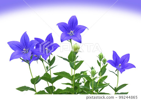 Bellflower purple image Bellflower purple image 99244865
