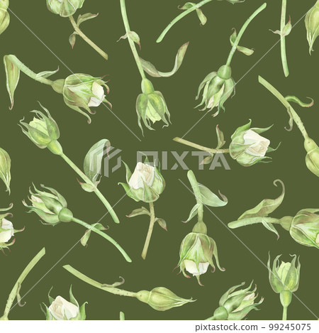 Seamless pattern of white roses buds. Watercolor botanical illustration. Isolated on a green background. Hand painting floral print in vintage style. For design of wrapping paper, wallpaper, fabrics Seamless pattern of white roses buds. Watercolor botanical illustration. Isolated on a green background. Hand painting floral print in vintage style. For design of wrapping paper, wallpaper, fabrics 99245075