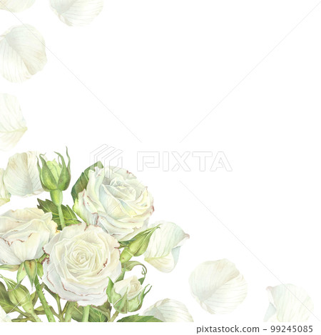 Watercolor illustration. Square frame with bouquet of white roses from which petals fly. Place for inscription or text. Isolated on a white background.For design of greeting card, wedding invitation 99245085