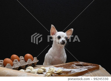 Chihuahua dog prepares Russian dumplings in the home kitchen of a farmhouse with a smile looking towards the wall. Chihuahua dog prepares Russian dumplings in the home kitchen of a farmhouse with a smile looking towards the wall. 99245330
