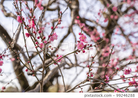 ibaraki prefecture mito city plum festival scenery ibaraki prefecture mito city plum festival scenery 99246288