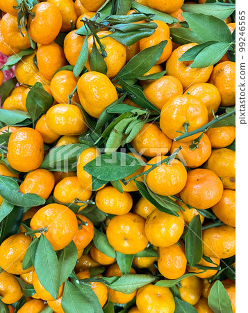 Lots of yellow ripe tangerines with green leaves vitamins flavor fruits for food as background Lots of yellow ripe tangerines with green leaves vitamins flavor fruits for food as background 99246565