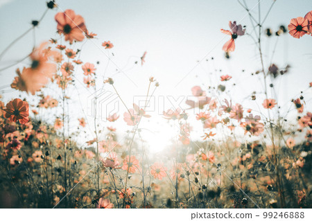 Cosmos and sky 99246888