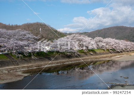 View of Okayama Prefecture's famous cherry blossom spot Ibara Tsutsumi from Sakurabashi Park on the opposite bank of the Odagawa River 99247254
