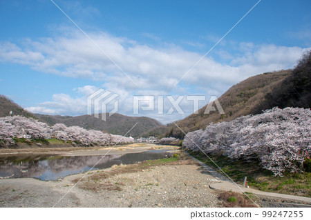 View of Okayama Prefecture's famous cherry blossom spot Ibara Tsutsumi from Sakurabashi Park on the opposite bank of the Odagawa River View of Okayama Prefecture's famous cherry blossom spot Ibara Tsutsumi from Sakurabashi Park on the opposite bank of the Odagawa River 99247255