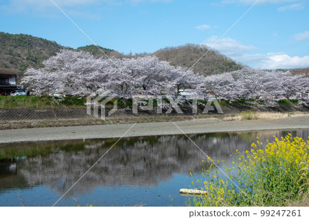 View of Okayama Prefecture's famous cherry blossom spot Ibara Tsutsumi from Sakurabashi Park on the opposite bank of the Odagawa River View of Okayama Prefecture's famous cherry blossom spot Ibara Tsutsumi from Sakurabashi Park on the opposite bank of the Odagawa River 99247261