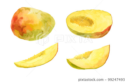 Vector mango fruit. Colorful juicy slices whole and cut. Watercolor hand drawn illustration isolated on white background. Vector mango fruit. Colorful juicy slices whole and cut. Watercolor hand drawn illustration isolated on white background. 99247493