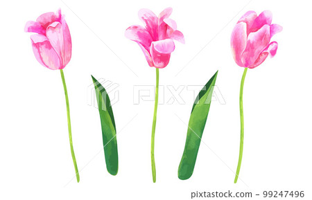 Pink vector tulip flowers. Hand drawn watercolor botanical illustration. Set for floral design isolated on white background. 99247496