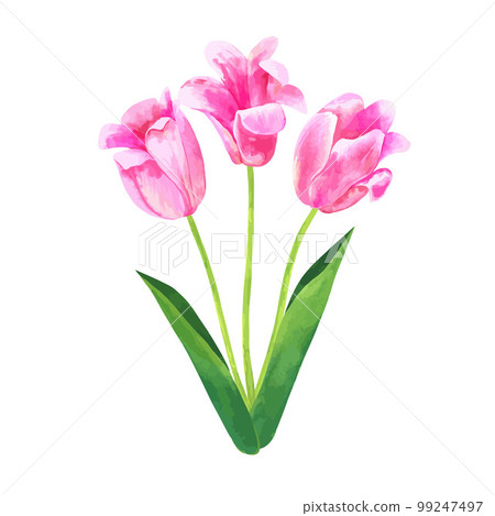 Pink vector tulip flower bouquet. Hand drawn watercolor botanical illustration for floral design isolated on white background. Pink vector tulip flower bouquet. Hand drawn watercolor botanical illustration for floral design isolated on white background. 99247497