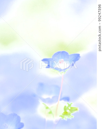 Nemophila (watercolor style) 99247896