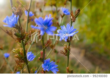 Blue chicory flower close-up. Chicory ordinary, weed plant. Meadow with chicory flowers. 99248080