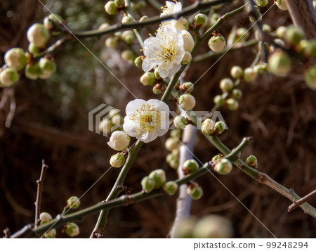 Plum blossom  99248294