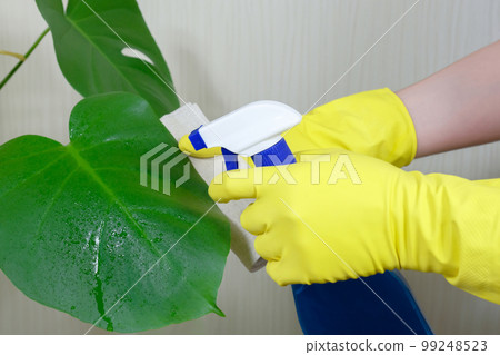 Caring for plants, flowers at home. Close-up 99248523