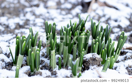 many unblown snowdrops in the snow close-up many unblown snowdrops in the snow close-up 99249013