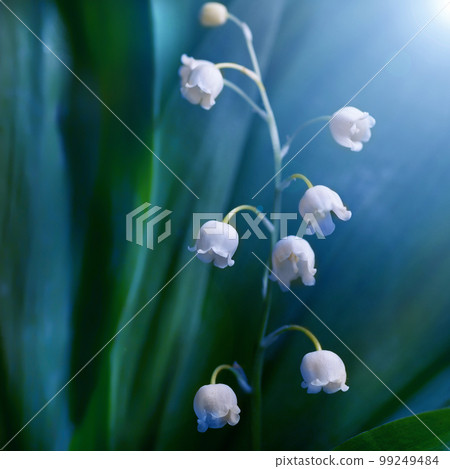 Lily of the valley flower, closeup. Floral background 99249484