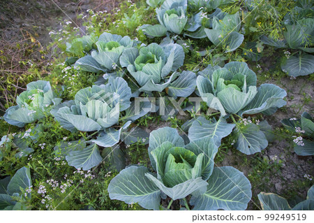 Cabbage field in the garden. Green cabbage growing in the garden Cabbage field in the garden. Green cabbage growing in the garden 99249519
