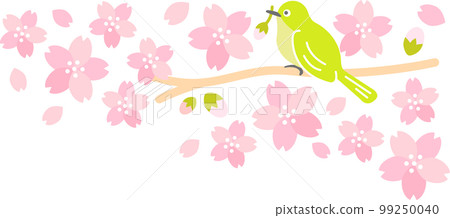 Spring Cherry Blossom (Sakura) 白眼櫻吹雪 99250040