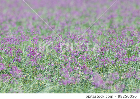 Rakkyo flowers blooming on one side of the field Tottori Prefecture Tottori Sand Dunes Rakkyo flowers blooming on one side of the field Tottori Prefecture Tottori Sand Dunes 99250050