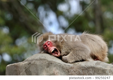 Japanese macaque with a funny expression Japanese macaque with a funny expression 99250247